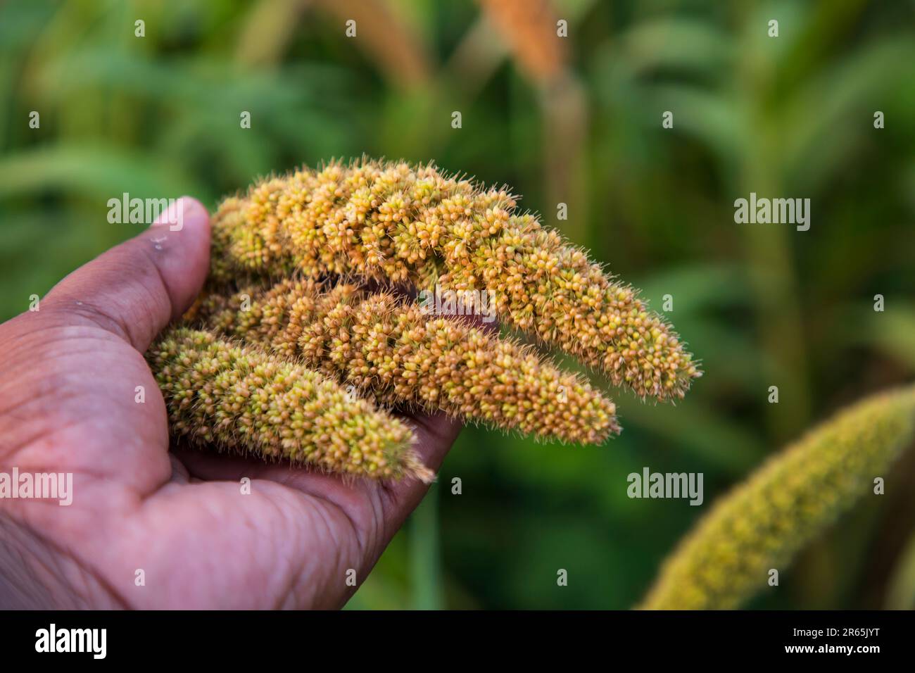 Handholding millet spike in the agriculture harvest field Stock Photo