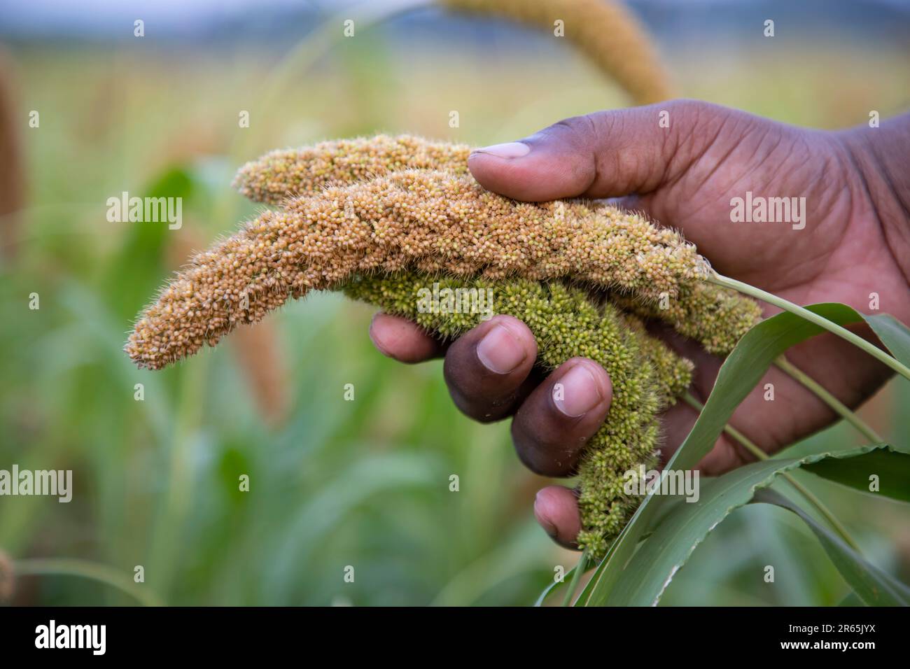 Handholding millet spike in the agriculture harvest field Stock Photo