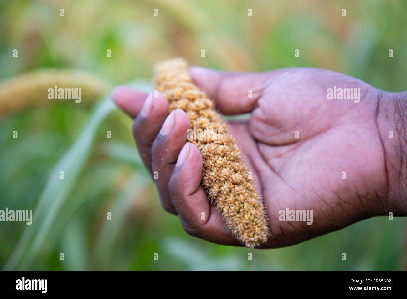 Handholding millet spike in the agriculture harvest field Stock Photo