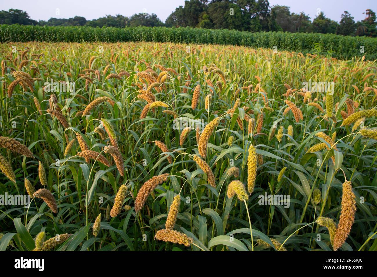 Raw Ripe millet crops in the field agriculture landscape view Stock Photo Alamy
