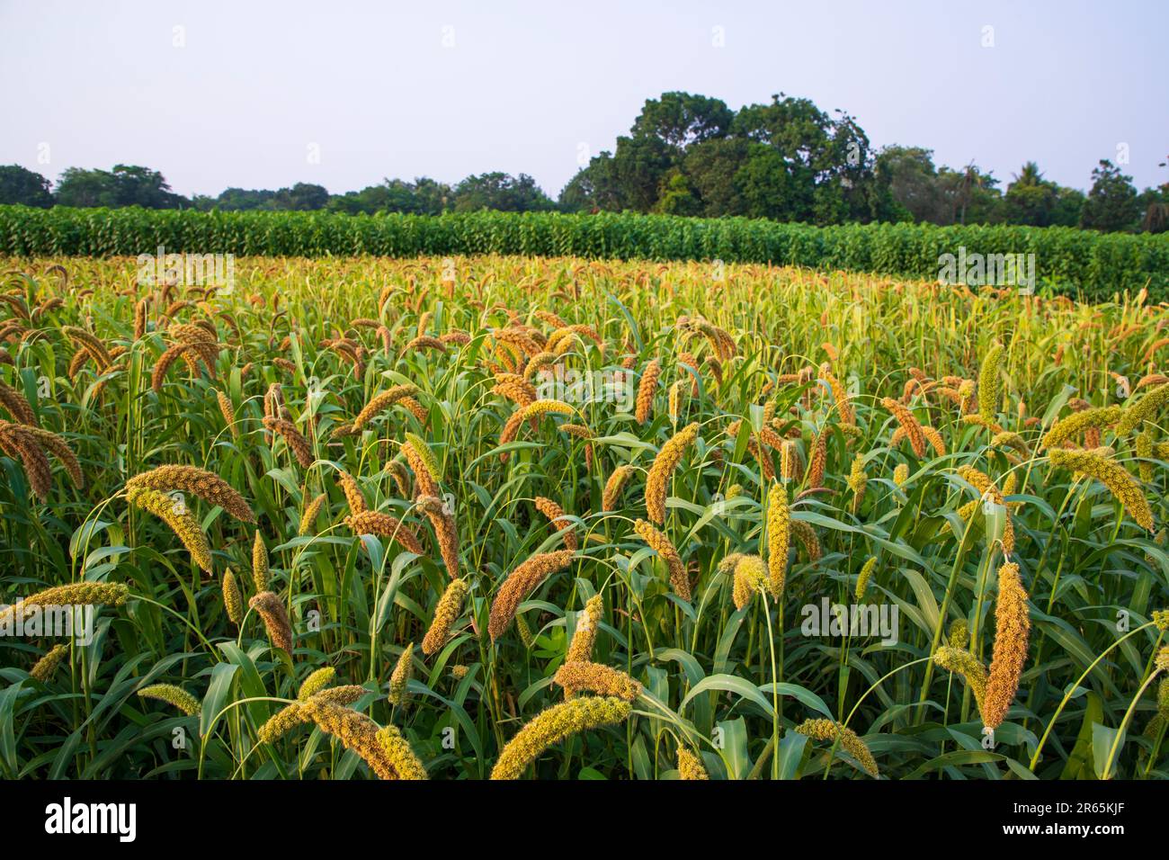 Raw Ripe millet crops in the field agriculture landscape view Stock