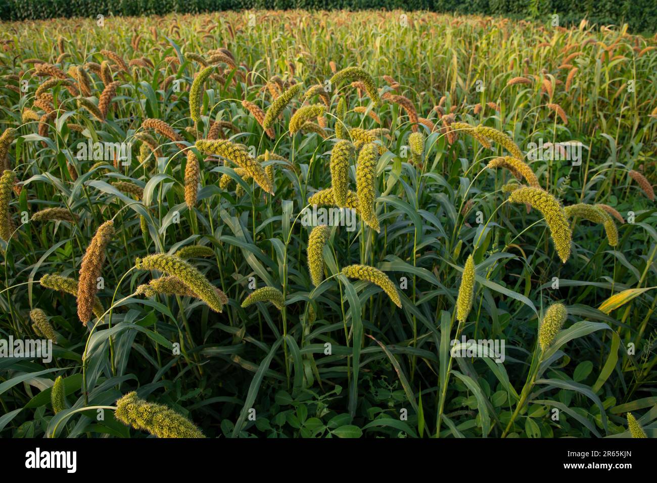 Raw Ripe millet crops in the field agriculture landscape view Stock Photo Alamy