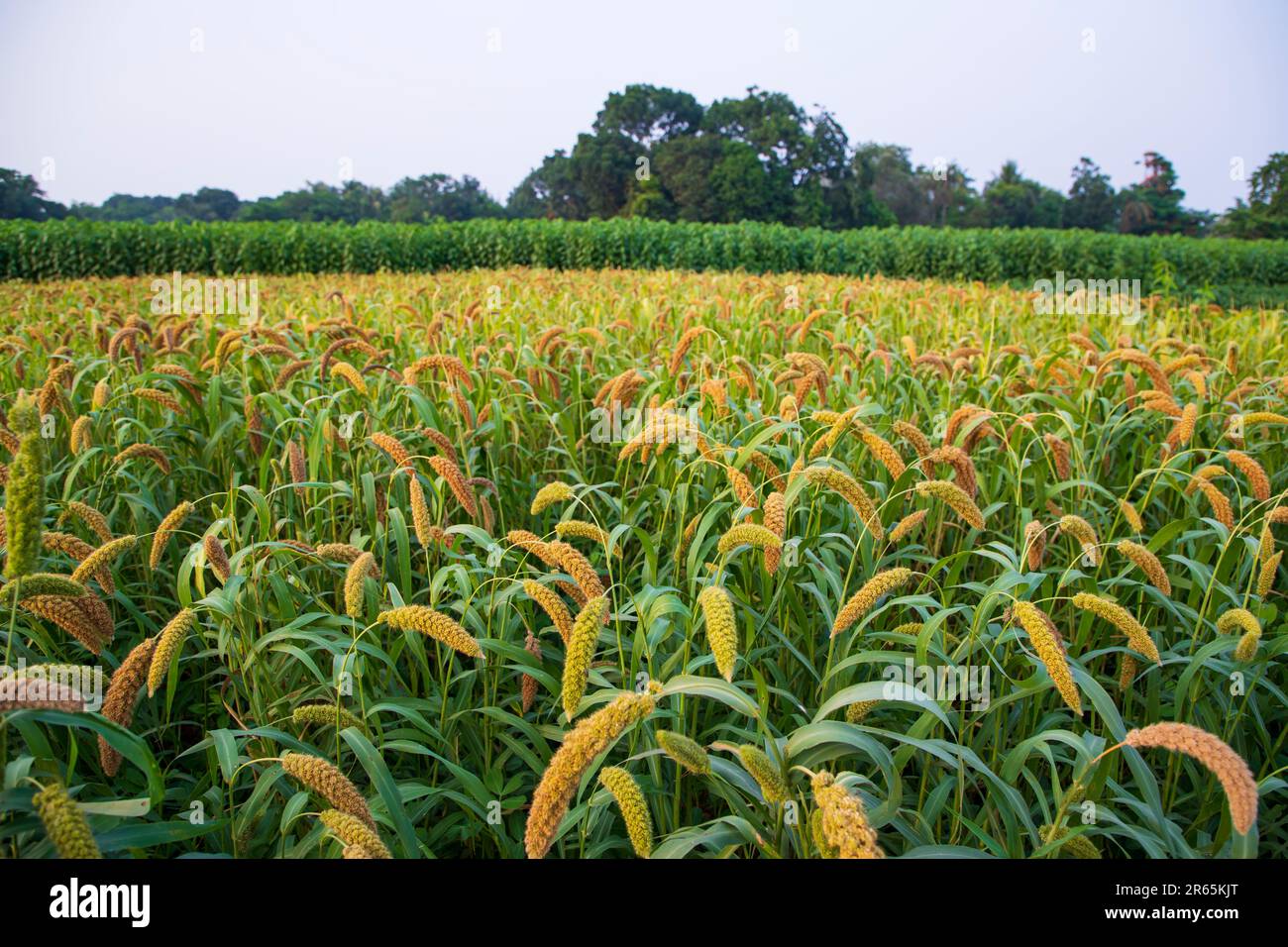 Raw Ripe millet crops in the field agriculture landscape view Stock