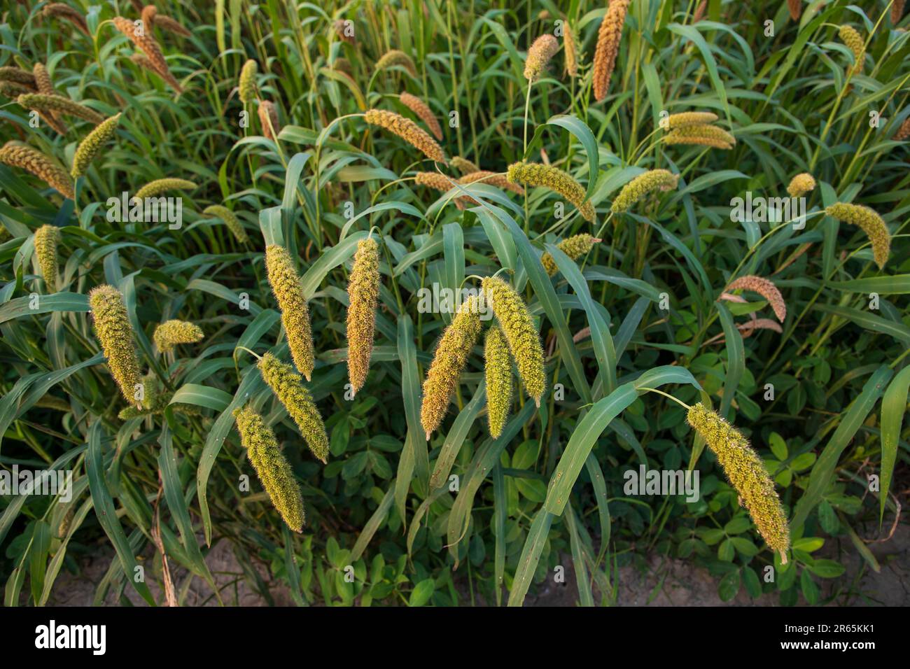 Raw Ripe millet crops in the field agriculture landscape view Stock