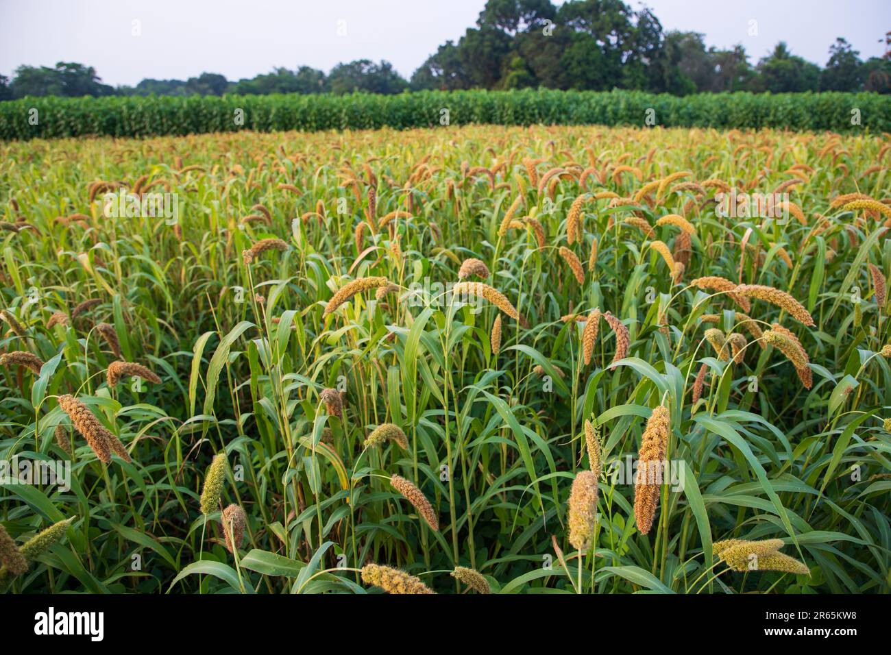 Raw Ripe millet crops in the field agriculture landscape view Stock