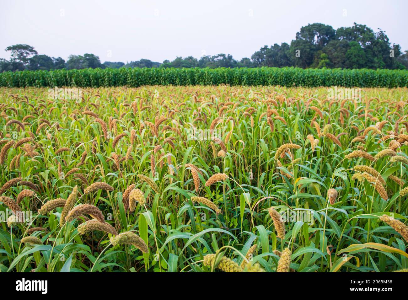 Raw Ripe millet crops in the field agriculture landscape view Stock