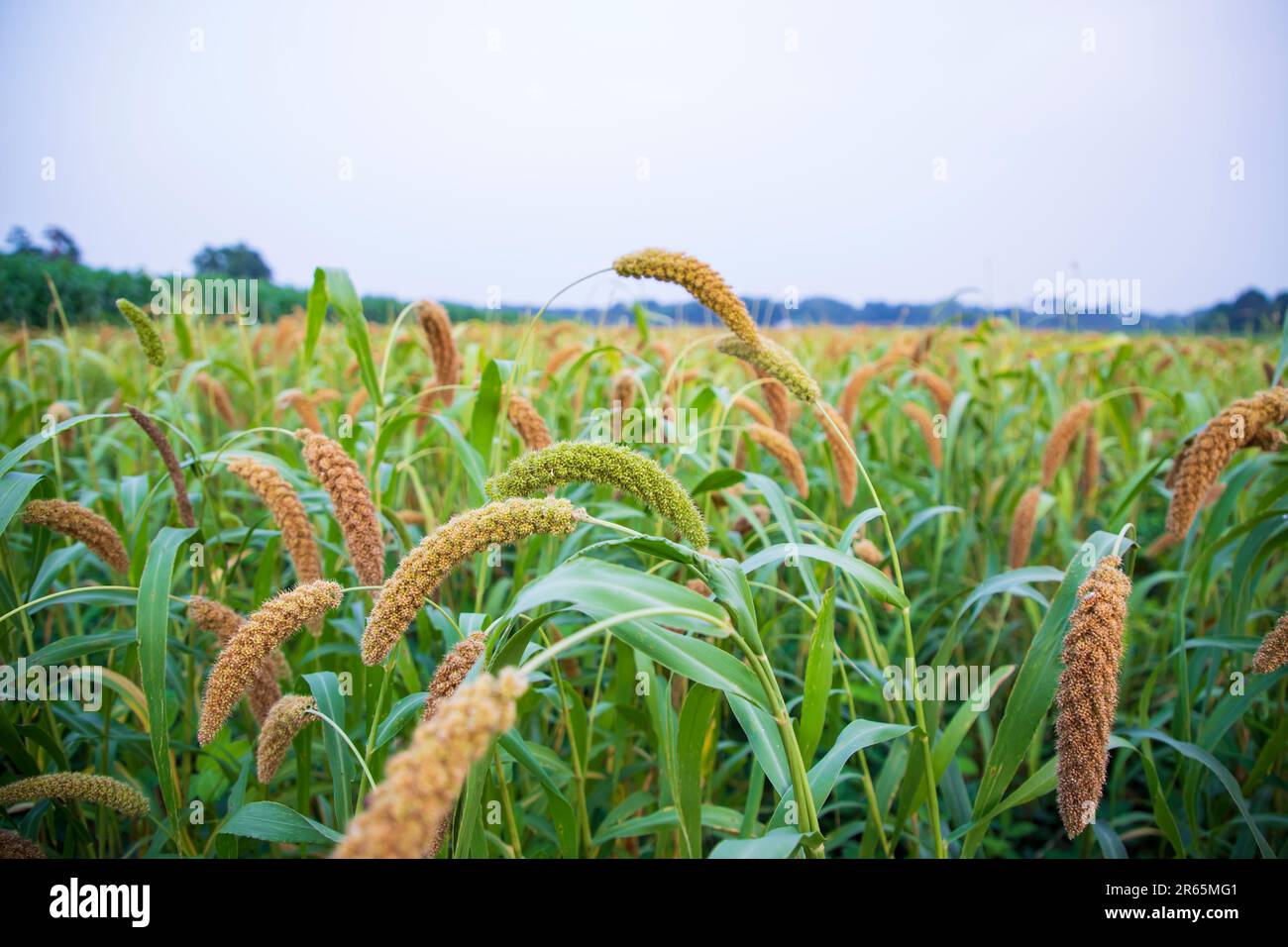 Raw Ripe millet crops in the field agriculture landscape view Stock