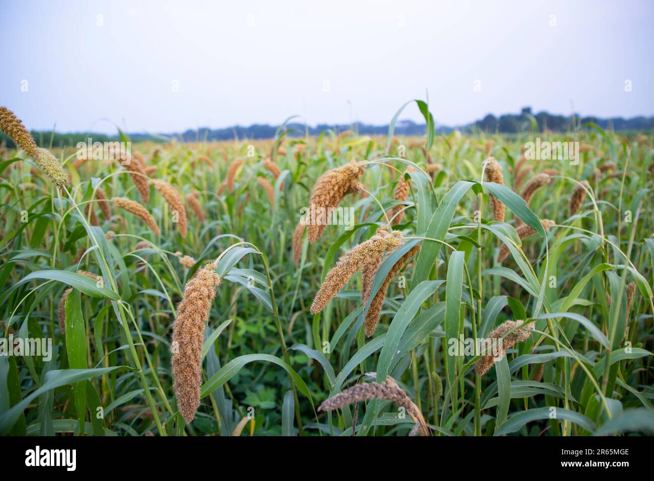 Raw Ripe millet crops in the field agriculture landscape view Stock