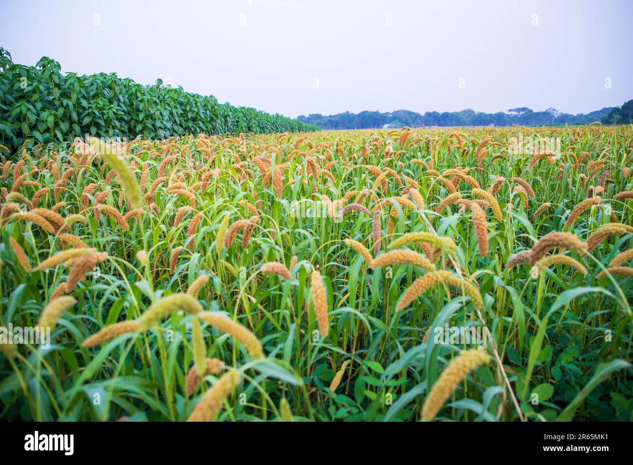 Raw Ripe millet crops in the field agriculture landscape view Stock