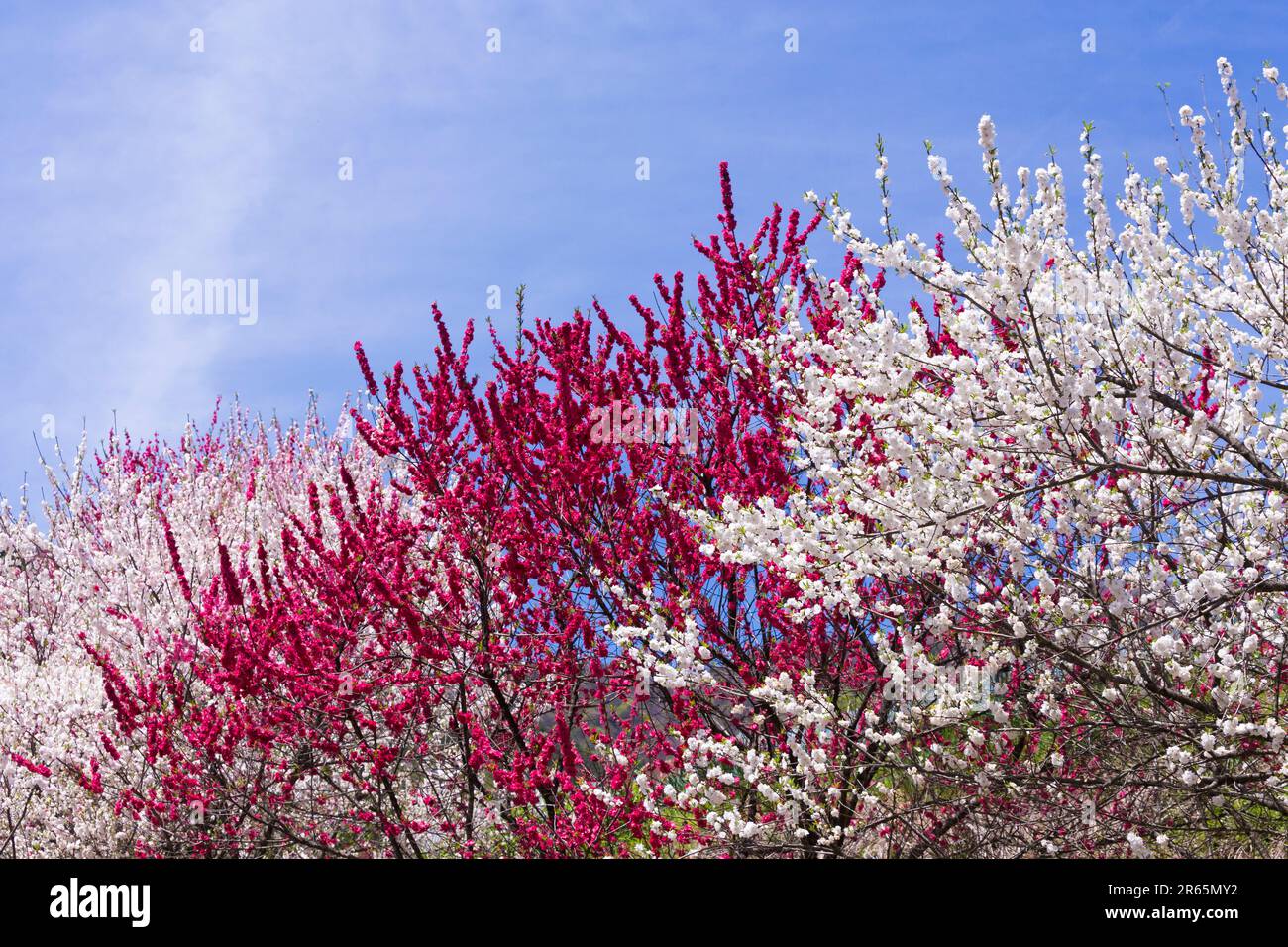 Hanamomo no sato village Stock Photo - Alamy