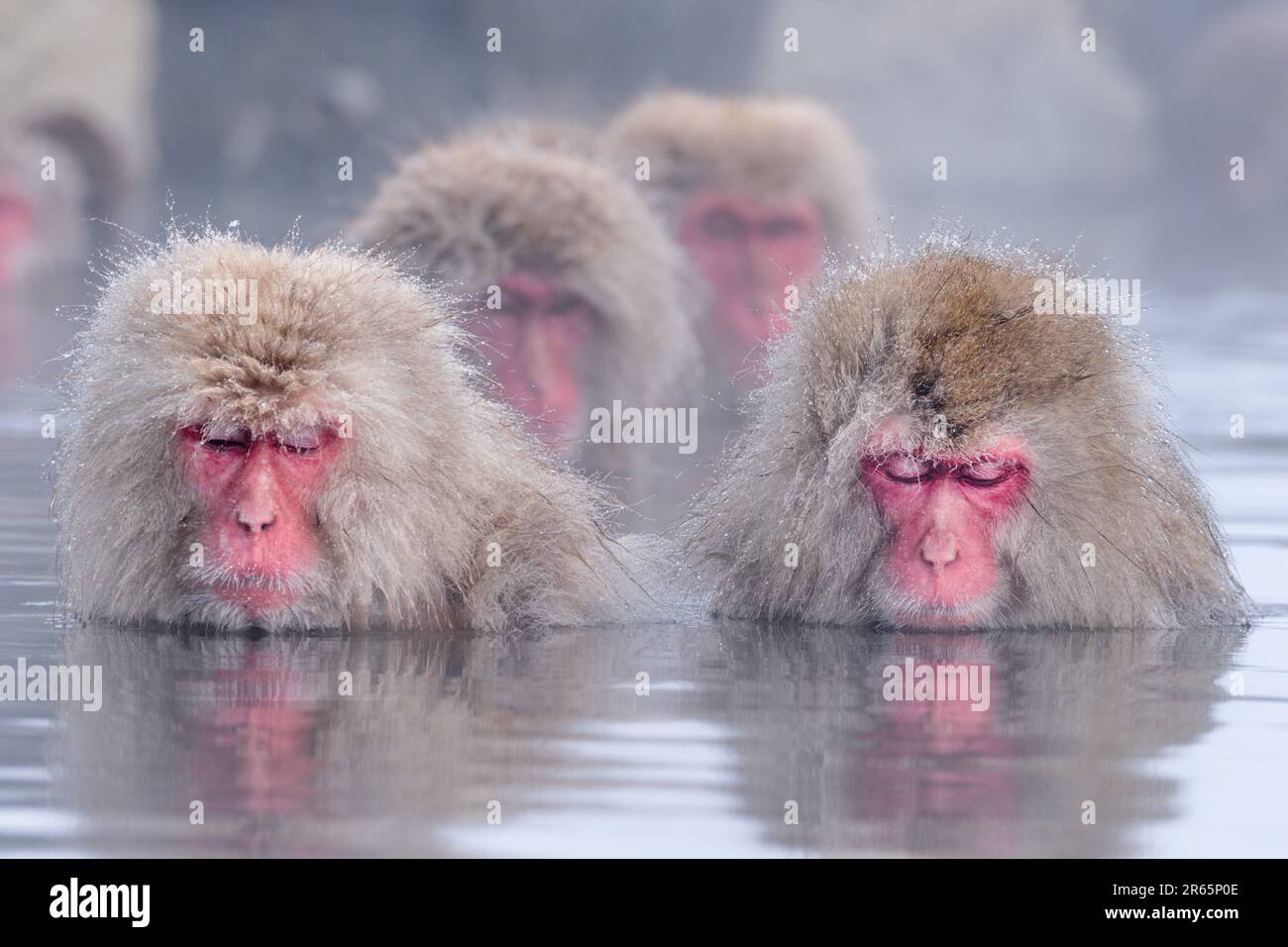 Snow monkeys bathing in a hot spring Stock Photo - Alamy