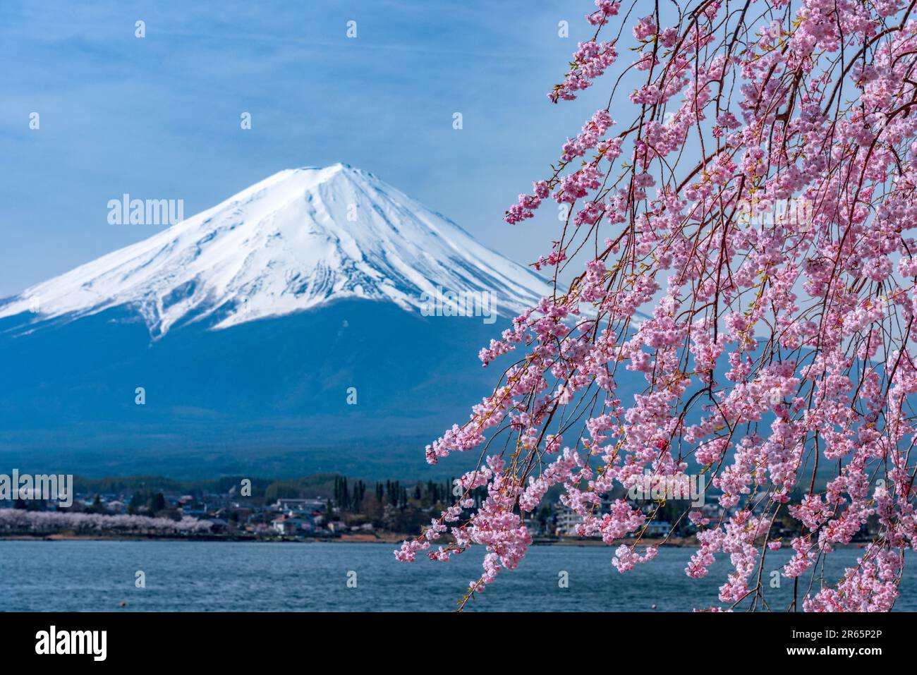 Mount Fuji with cherry blossom Stock Photo - Alamy