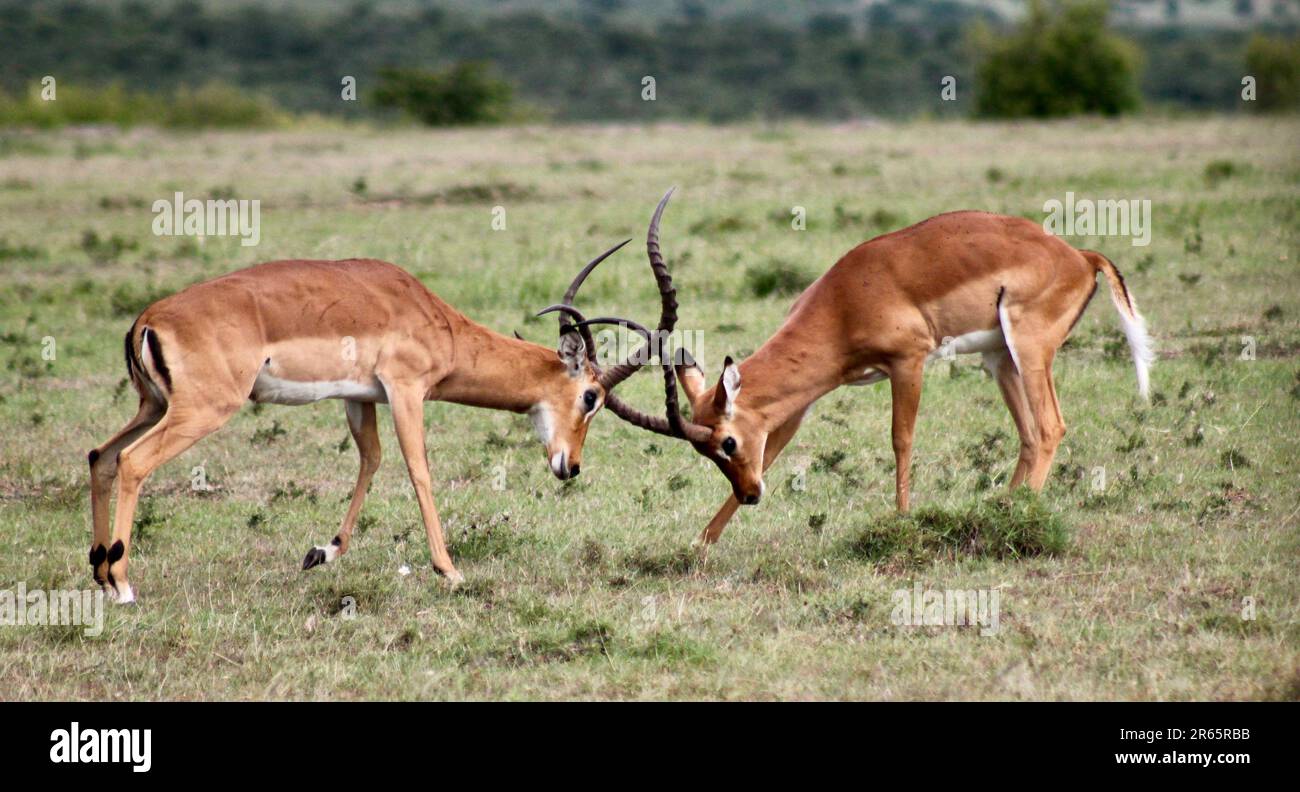 Male impalas fighting over a flock of females, naboisho conservancy, masai mara, on safari in Kenya Stock Photo