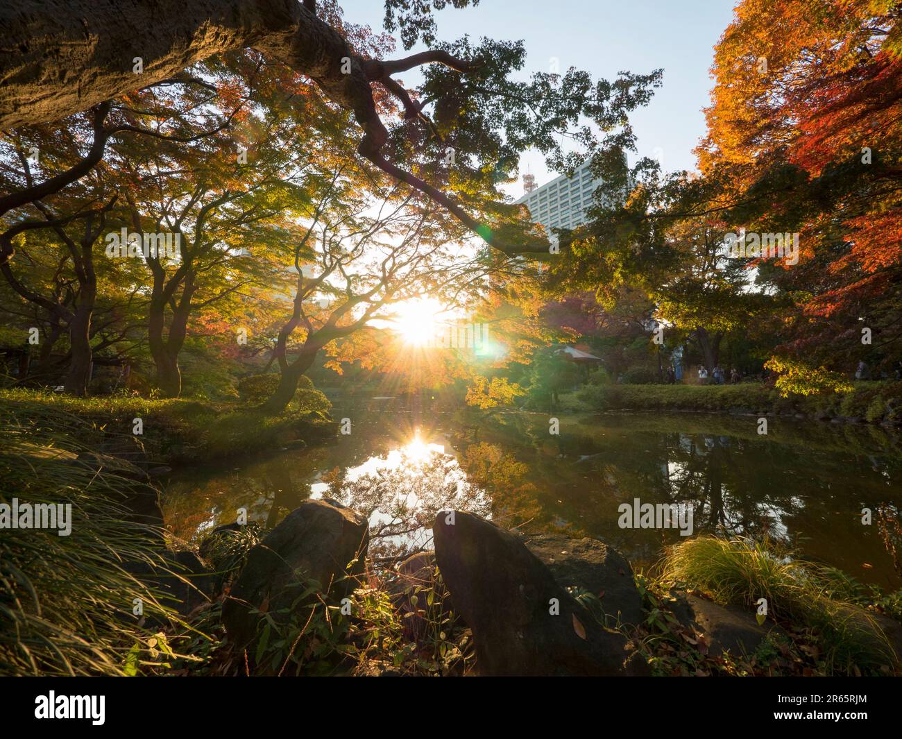 Hibiya park autumn leaves Stock Photo Alamy
