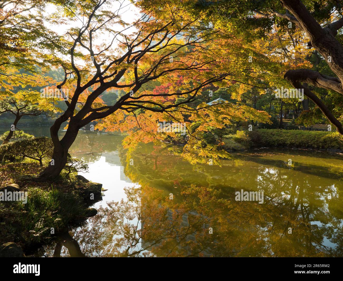 Hibiya park autumn leaves Stock Photo Alamy