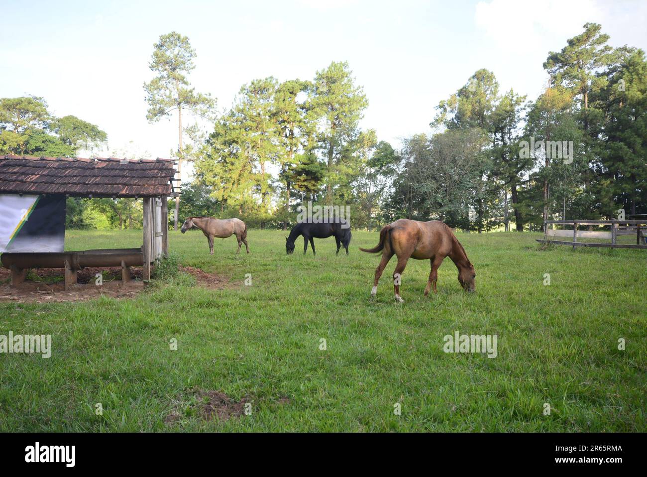 Horses grazing on grass on rural farm next to animal feed place with trees in background Stock Photo