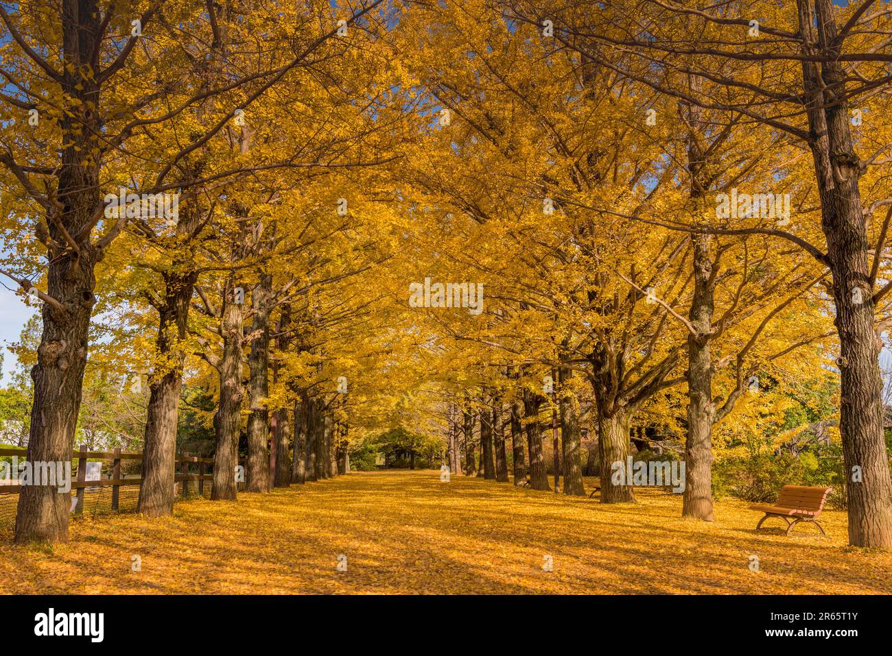 Autumn leaves of Ginkgo boulevard Stock Photo Alamy