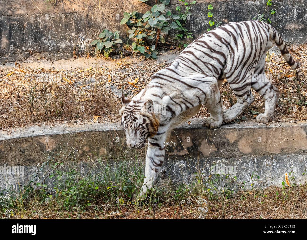 A majestic Bengal tiger confidently strides through a city street, its attention focused on