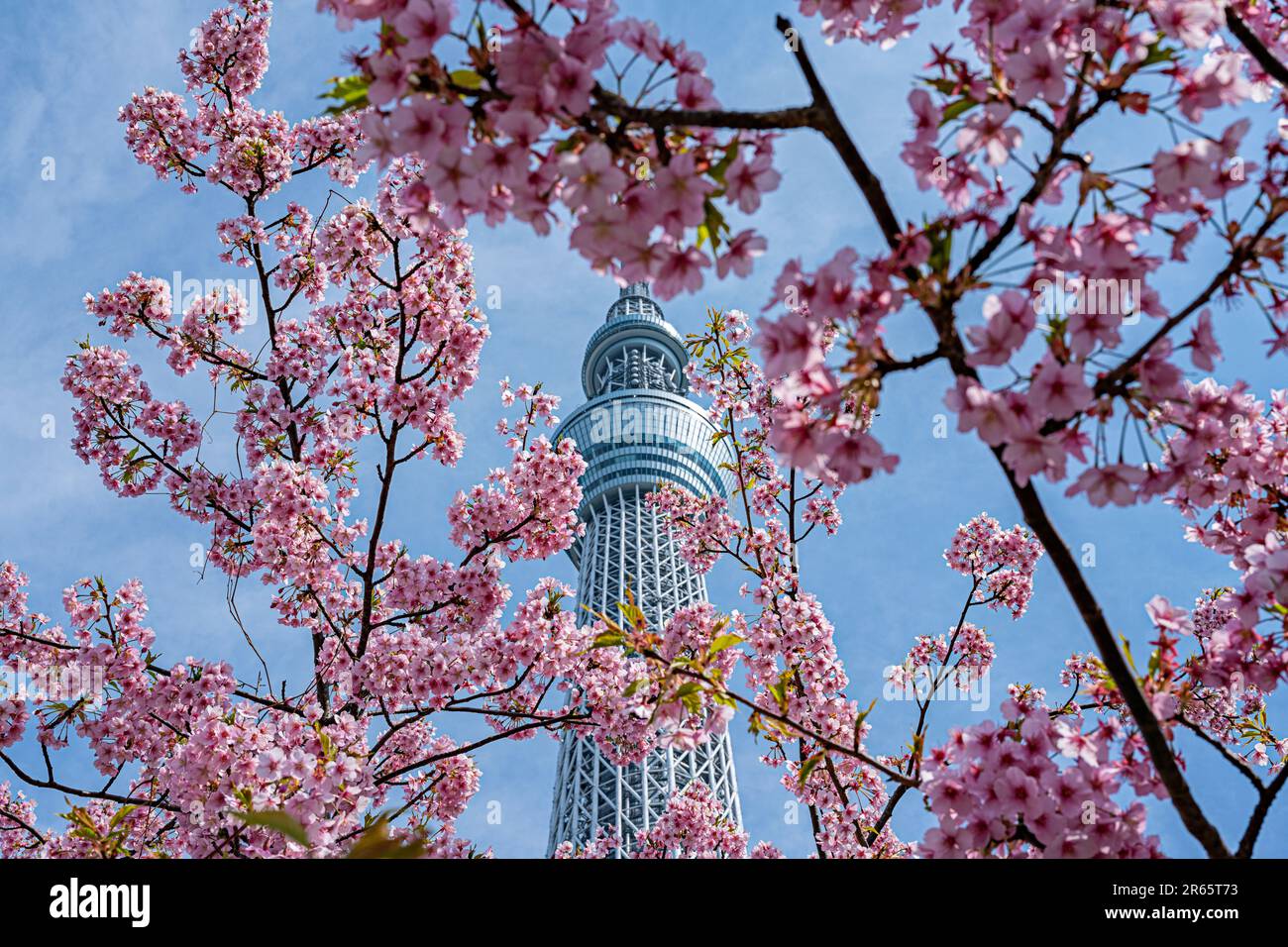 Tokyo Sky Tree and Kawazu Cherry Blossoms Stock Photo