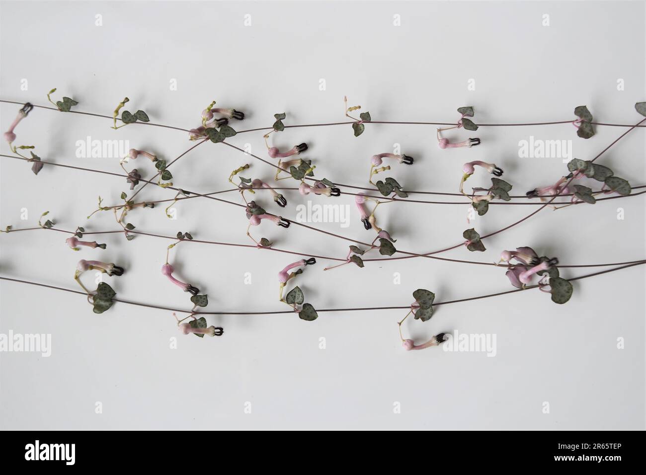 Close up of string of hearts houseplant (Ceropegia woodii), flowering vines isolated against a white background. Landscape orientation. Stock Photo