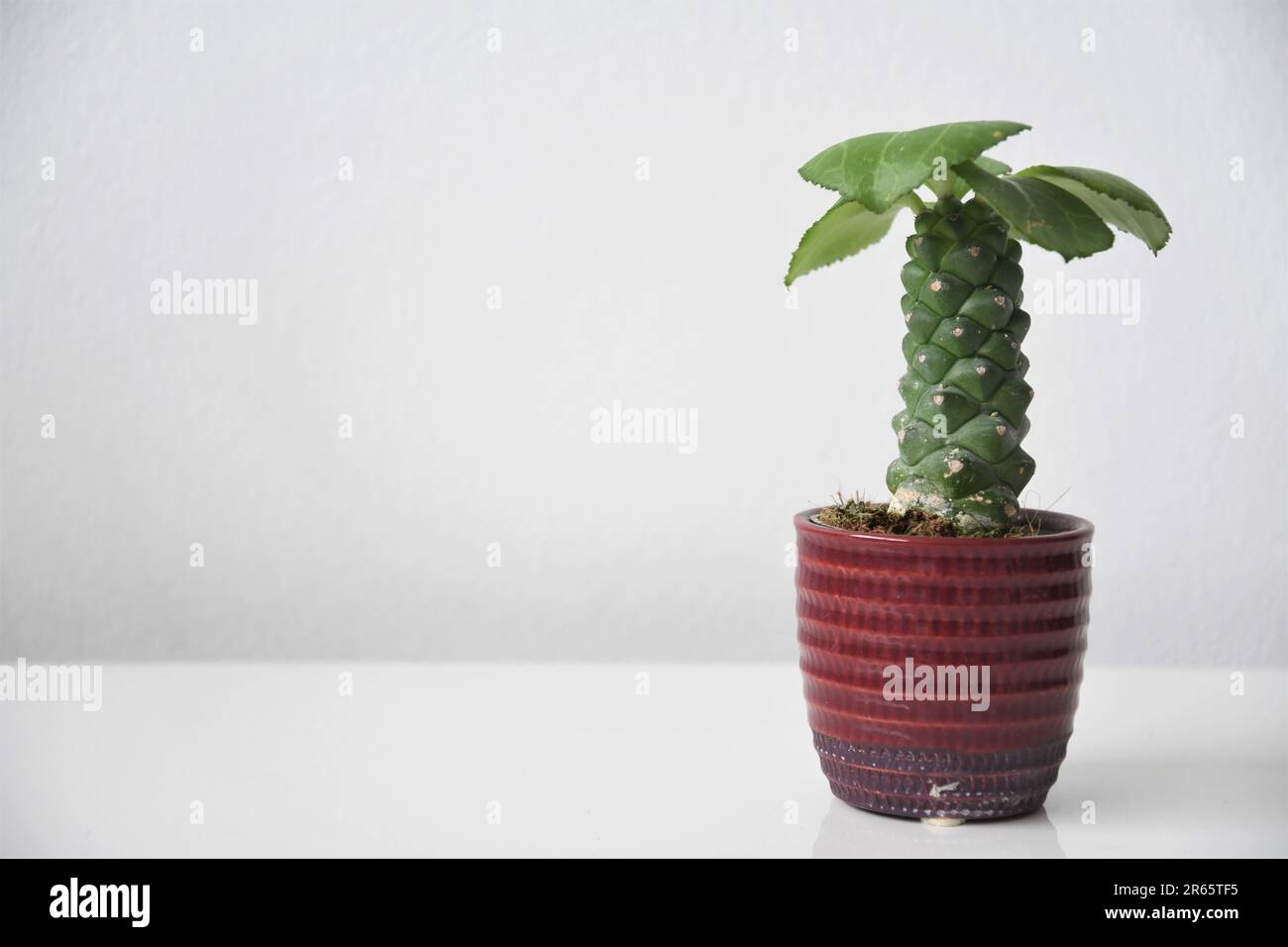 Euphorbia ritchiei (Monadenium ritchiei) houseplant in a red pot, isoalted on a white background. Green succulent cactus with leaves. Stock Photo