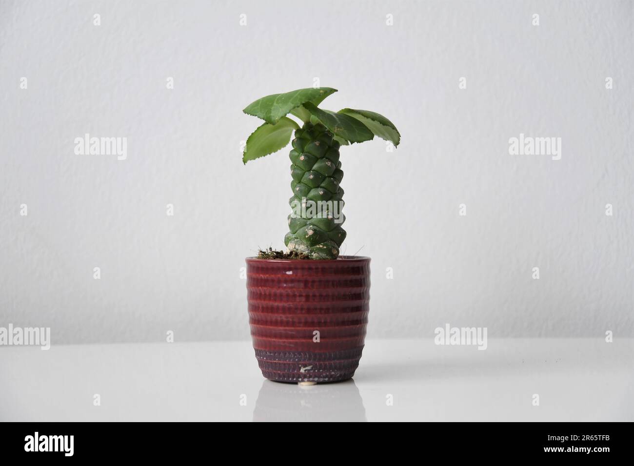 Euphorbia ritchiei (Monadenium ritchiei) houseplant in a red pot, isoalted on a white background. Green succulent cactus with leaves. Stock Photo