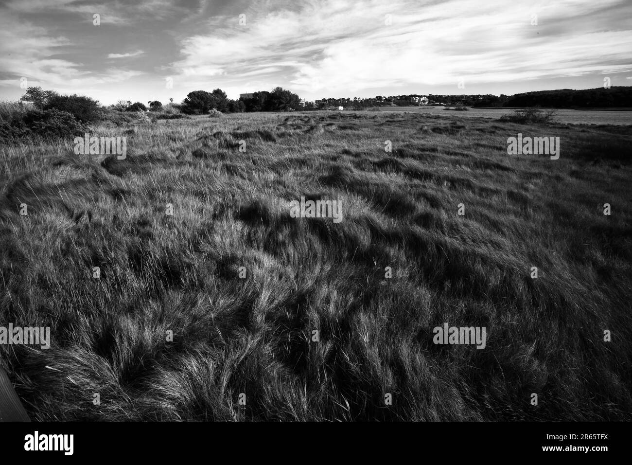 A high resolution black and white photograph of a grassy rural ...