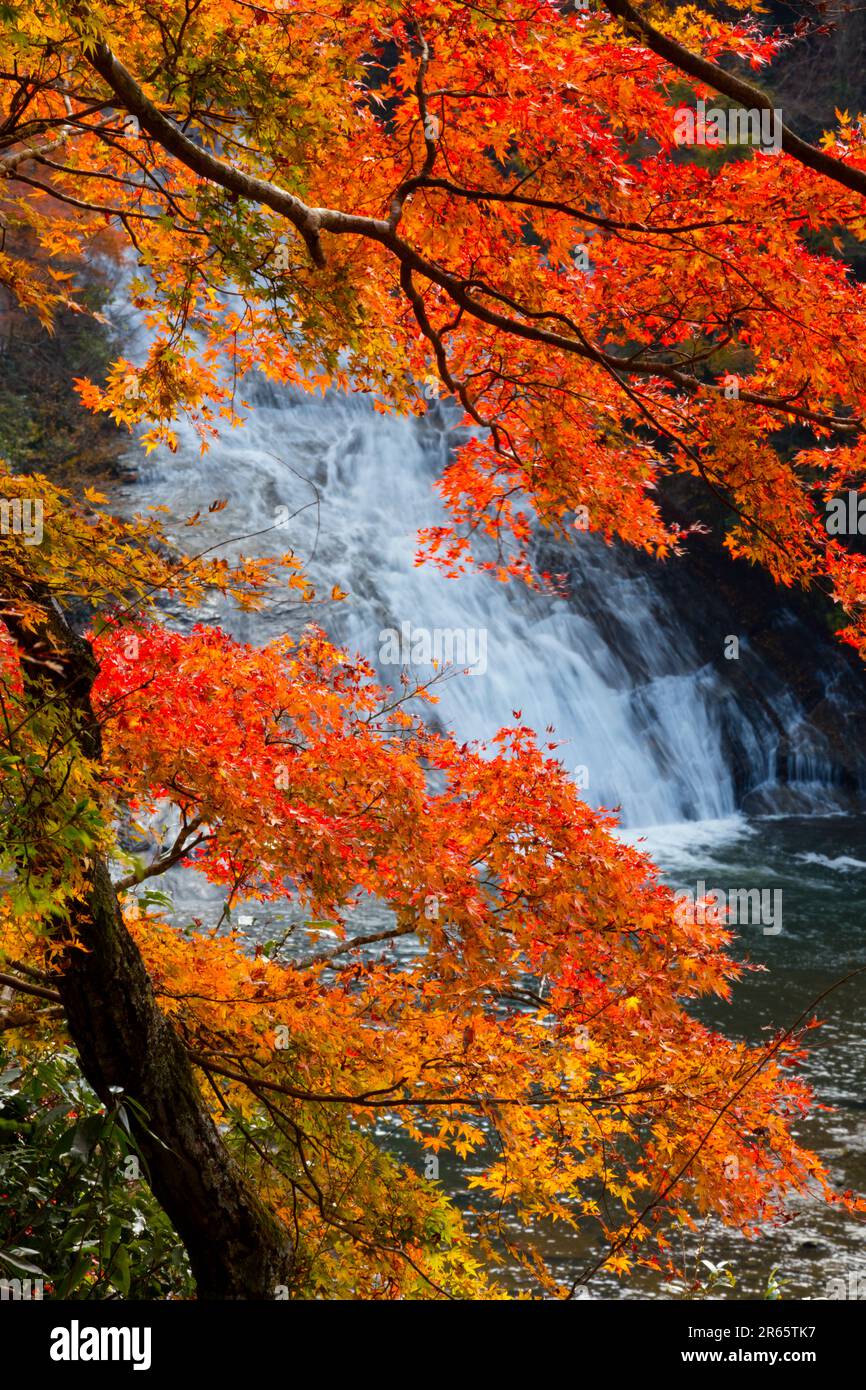 Autumn leaves of Yoro Valley Stock Photo Alamy
