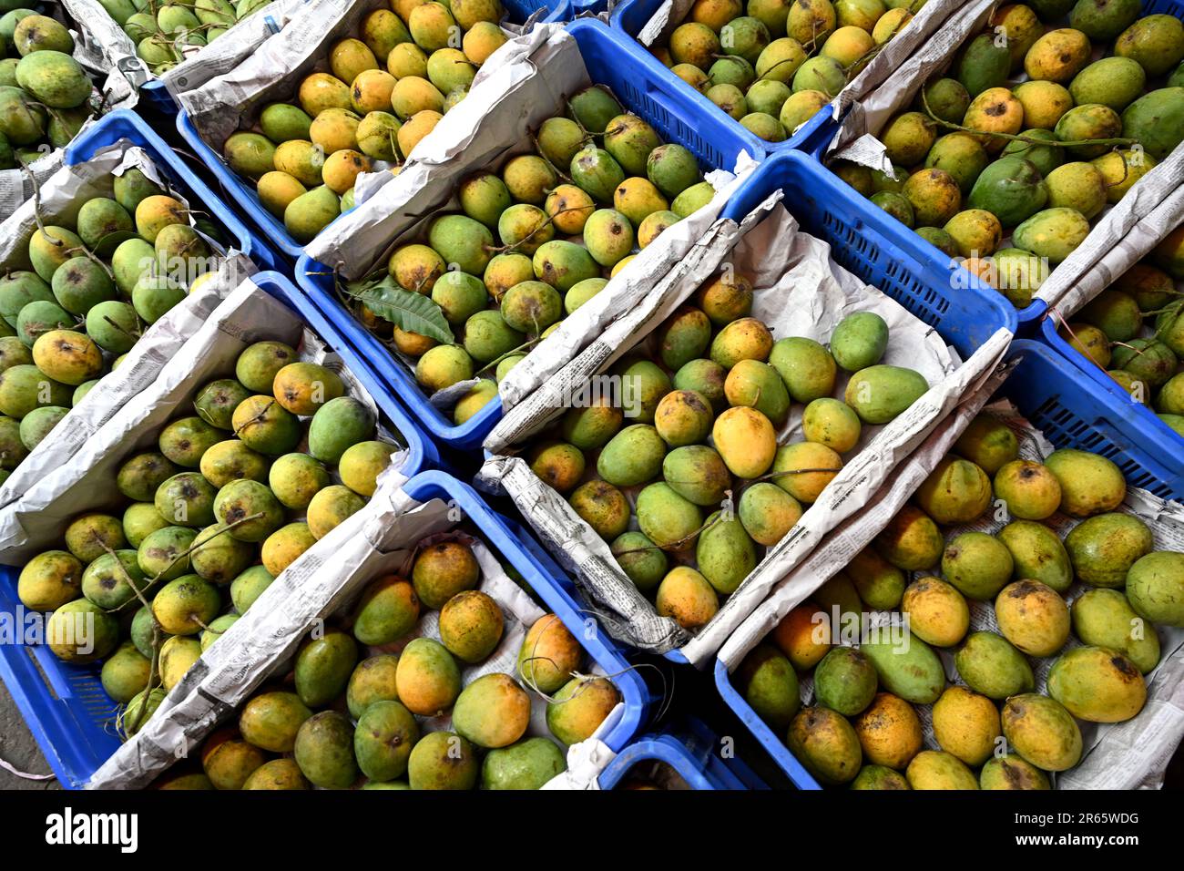 Dhaka, Bangladesh, on June 7, 2023 , Fruit traders displayed Mangos for