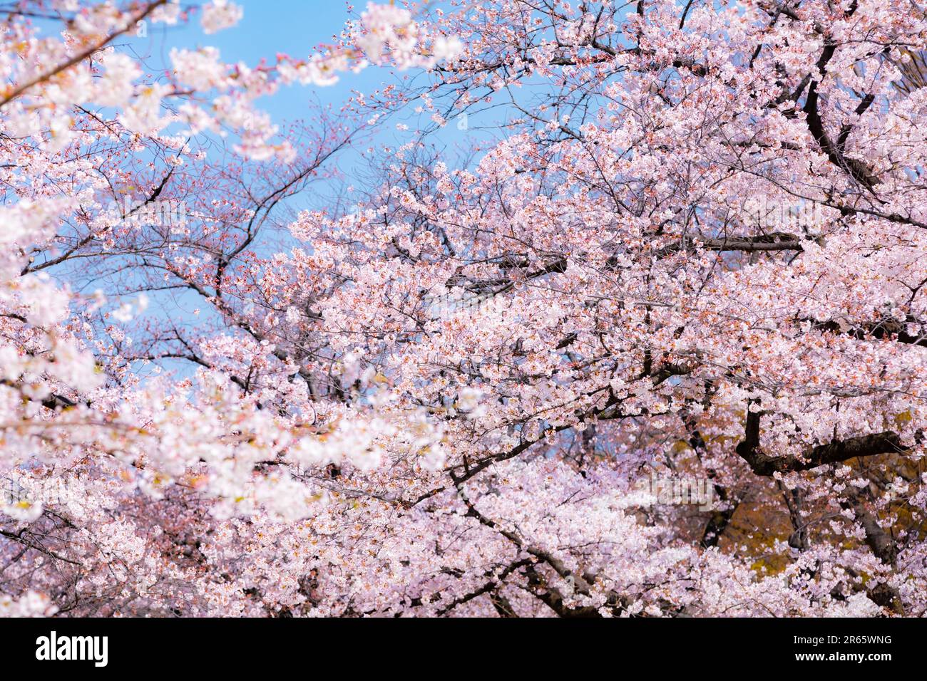 Cherry Blossom Installation In NYC — Zuma Restaurant Cherry Blossoms