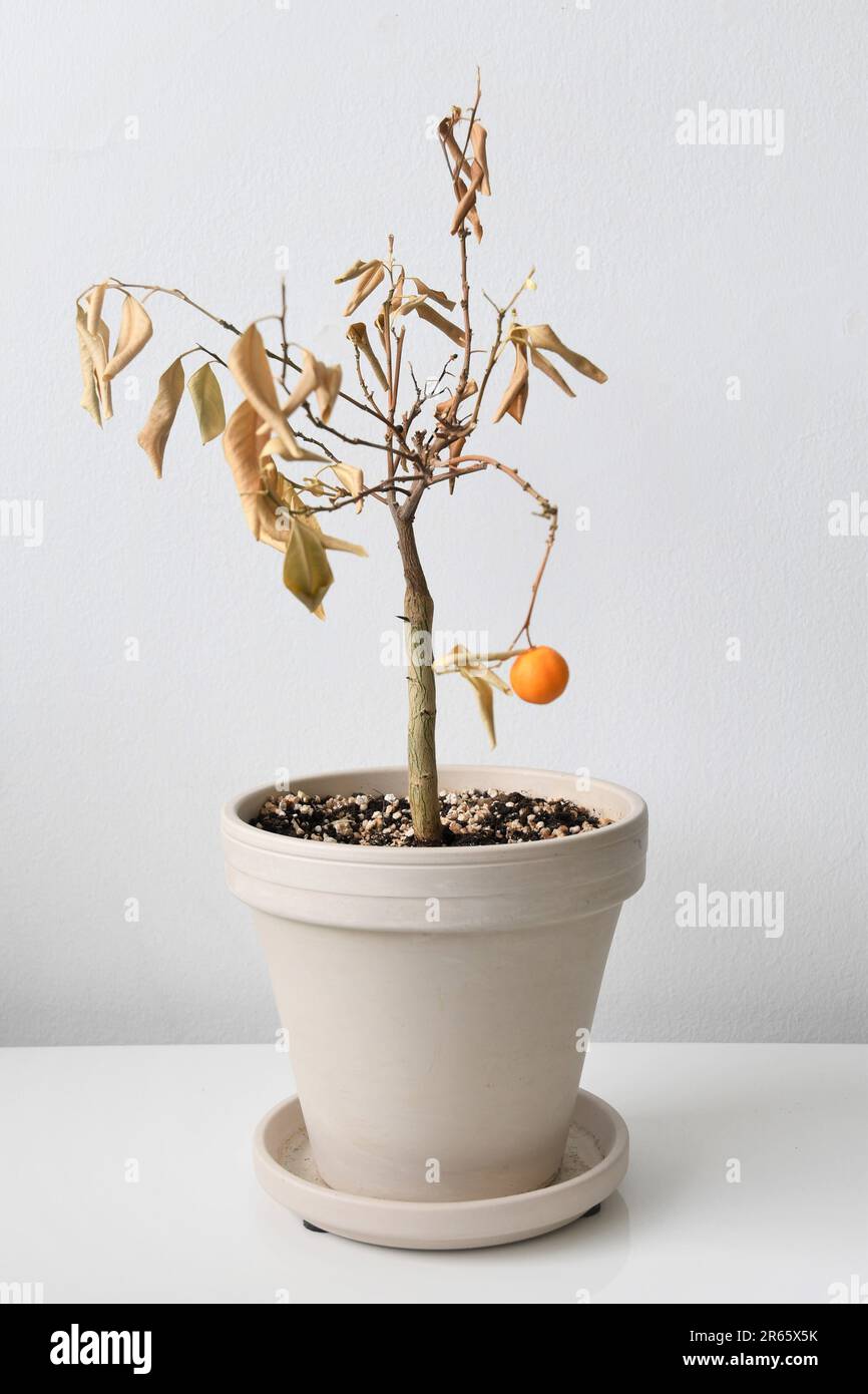 Citrus madurensis, an indoor miniature orange calamondin tree, is a houseplant with green leaves and small orange fruit. Plant is dying and neglected. Stock Photo