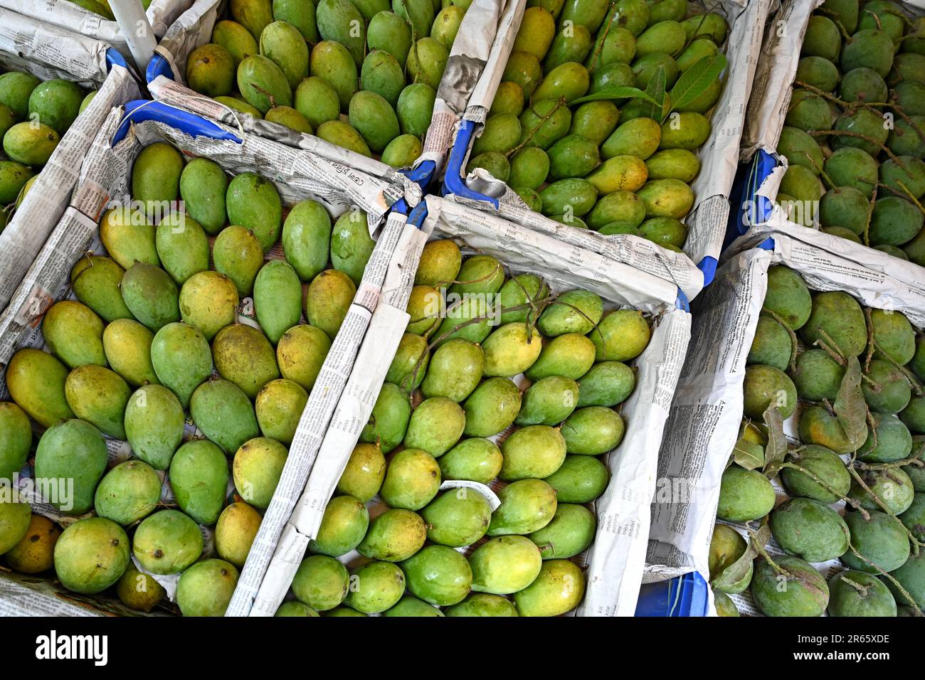 Fruit traders displayed Mangos for sale at the wholesale mango market