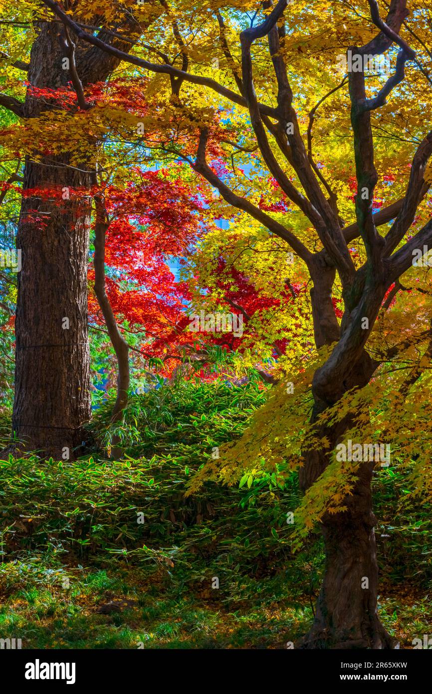 Autumn colors in Rikugien Stock Photo Alamy