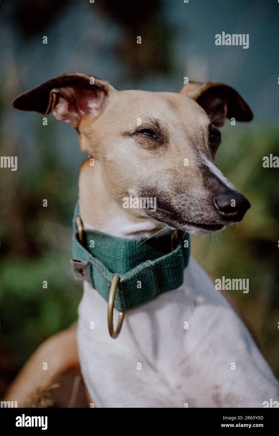 A close-up shot of a domestic canine with a brown and white coat wearing a collar and tag Stock Photo
