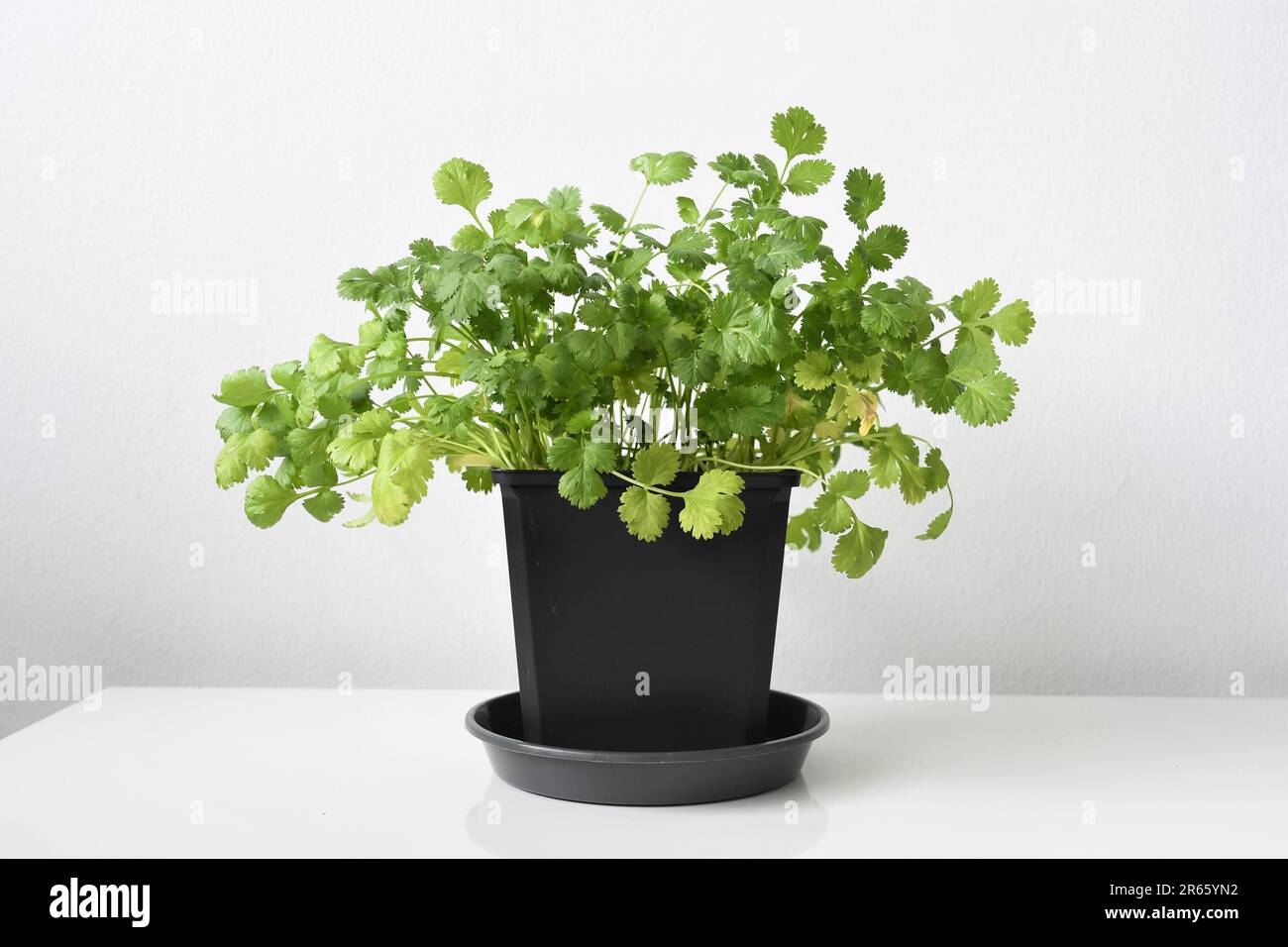 Coriander or cilantro plant (Coriandrum sativum) grown indoors in a