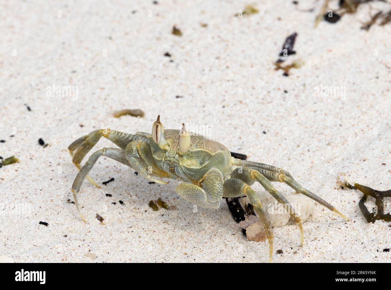 The Ghost Crab is an active scavenger of the surf line. Their eyes are
