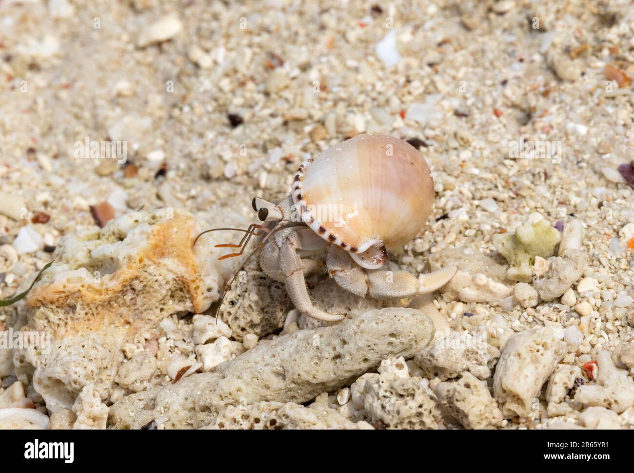 Hermit Crabs tend to live in the upper tidal areas of tropical beaches and can often be found grouped in the shade of shrubs and rocks. Stock Photo