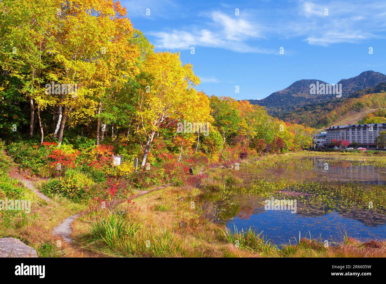 Lotus Pond at Shiga Kogen Stock Photo Alamy