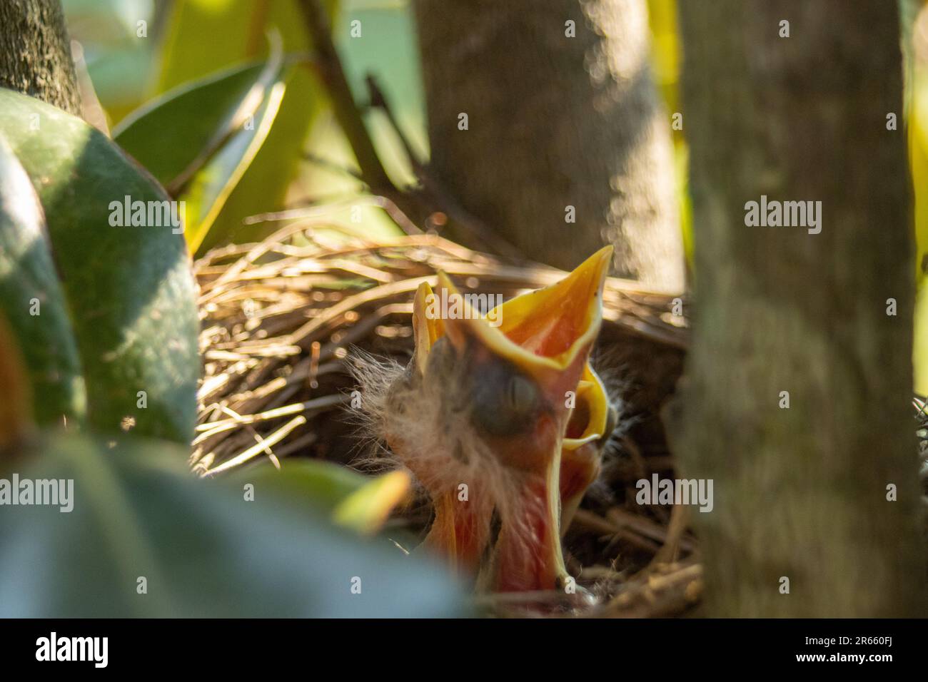 A tiny baby bird is perched in a nest, with its mouth open Stock Photo ...