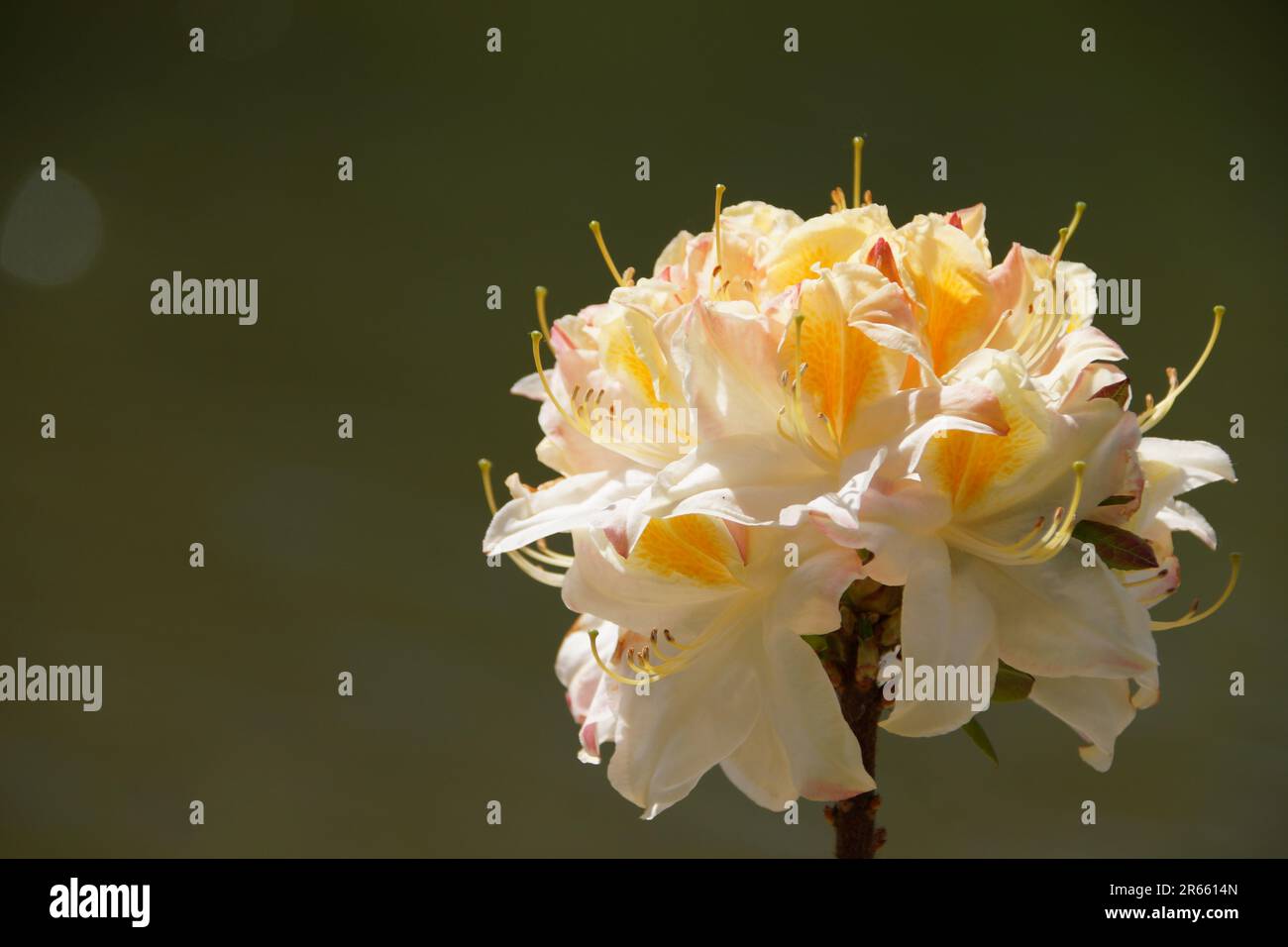 Volle Blütenpracht Stock Photo