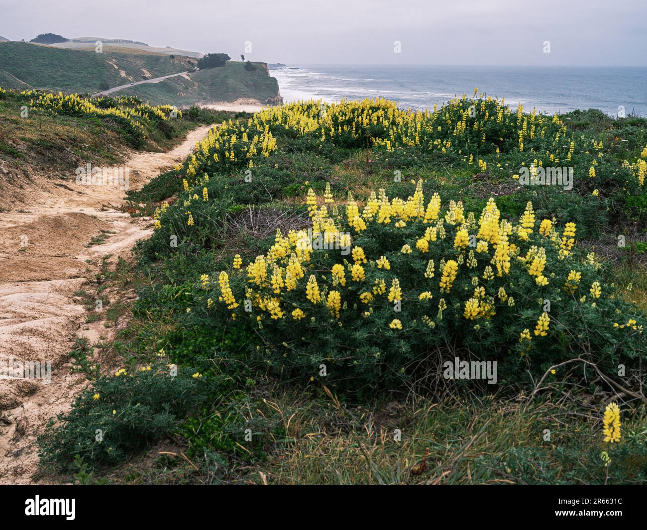 A coastal path towards the beach amongst wild yellow flowers Stock Photo