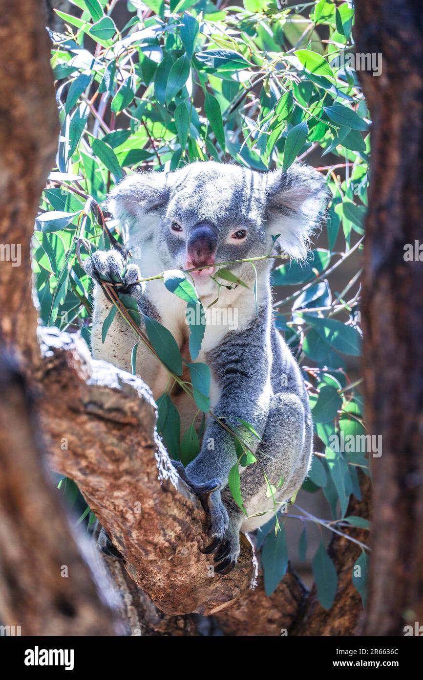 Koalas eating eucalyptus Stock Photo Alamy