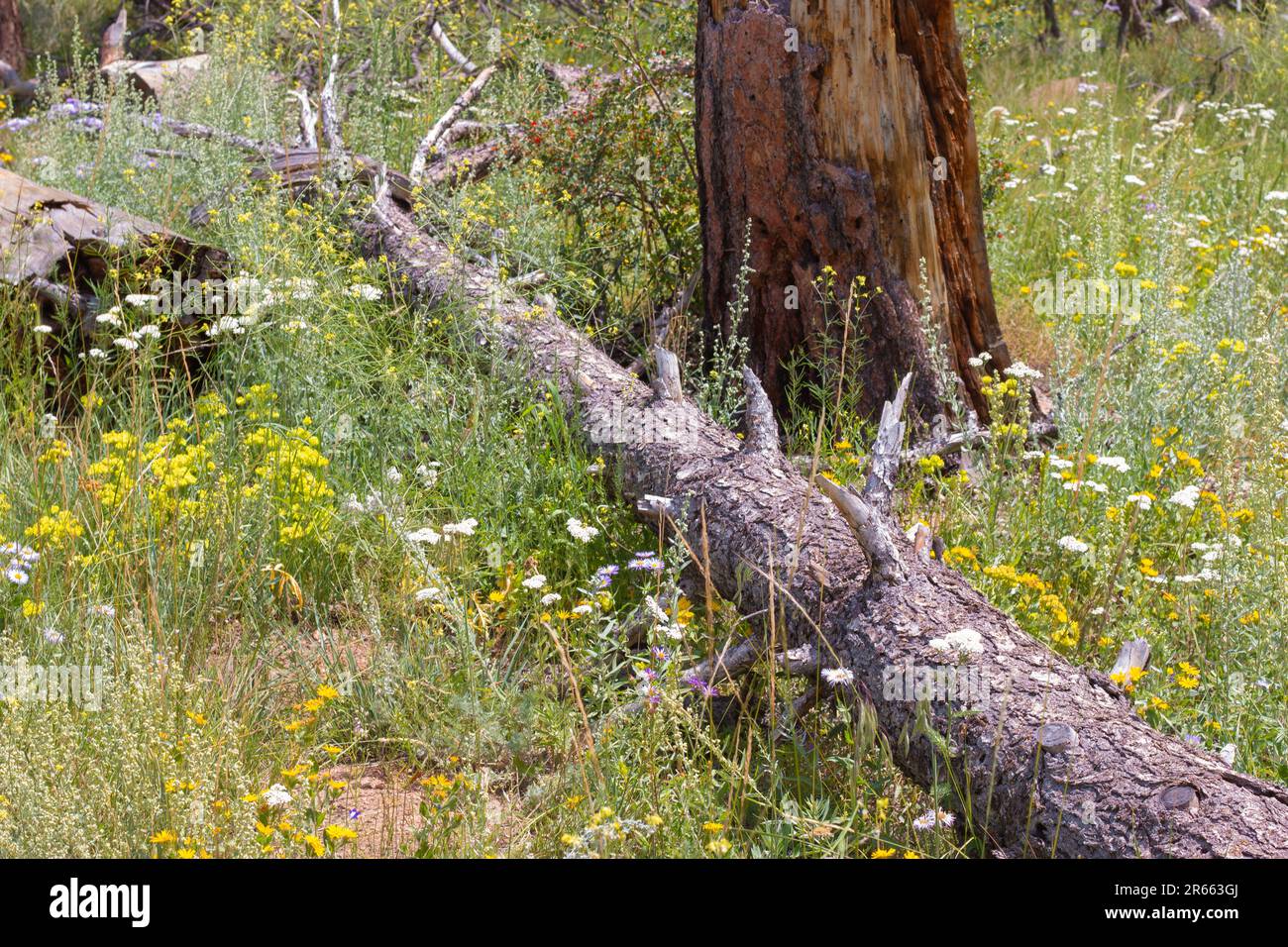 Wildflowers in a meadow growing in a nature area outside Boulder