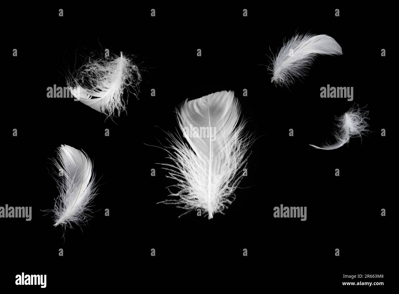 White floating feather isolated on a black background. Stock Photo