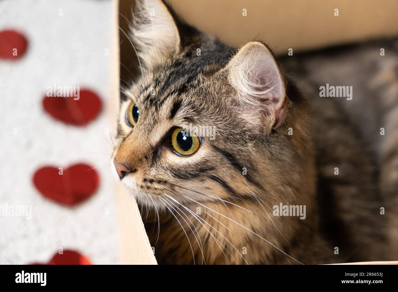 Valentines Box For School Tabby Cat Peacefully Sleeping On Heart ...
