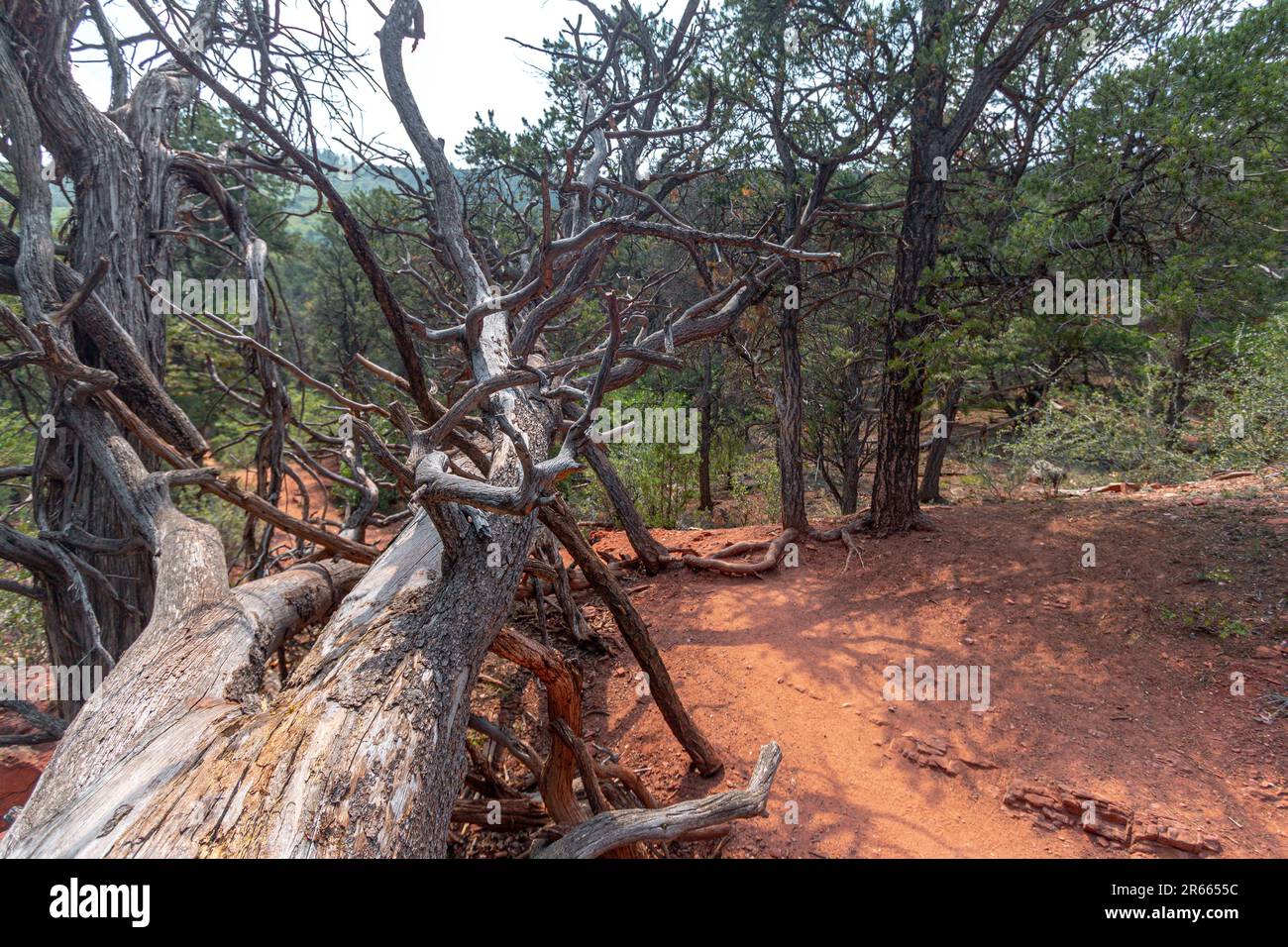 Loarx Rocks Nature, rocks, textures, and flora at the Lorax Trail, Carbondale ...