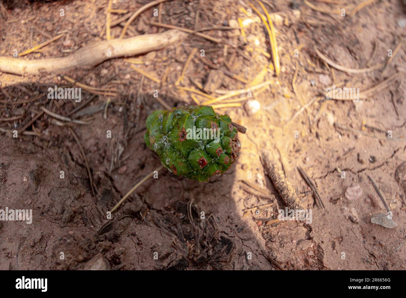 Loarx Rocks Lorax trees hi-res stock photography and images - Alamy