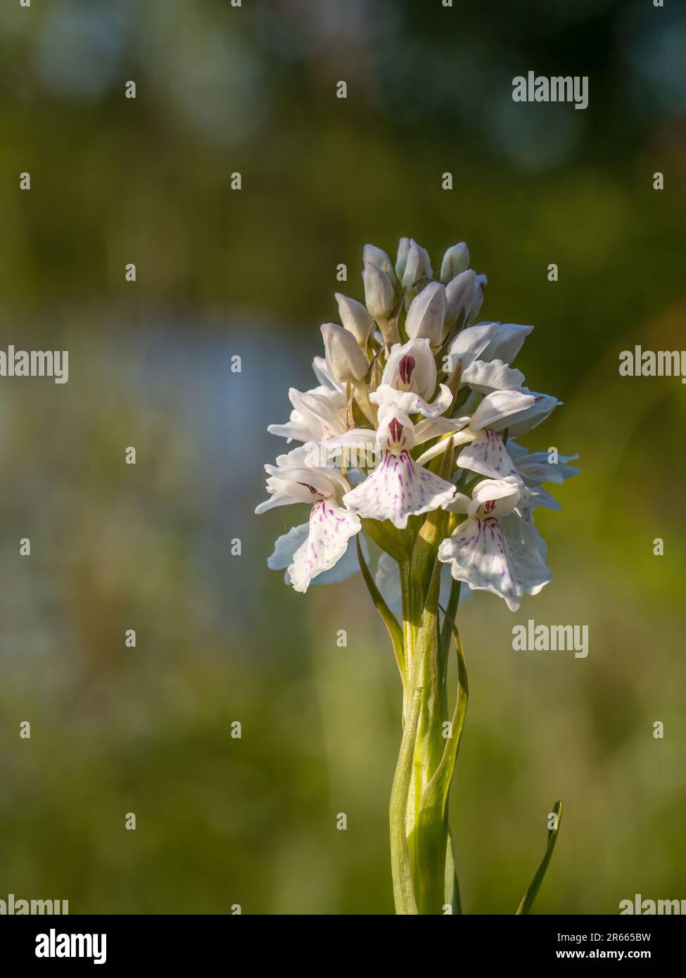 Heath spotted orchid aka Dactylorhiza maculata. Stock Photo