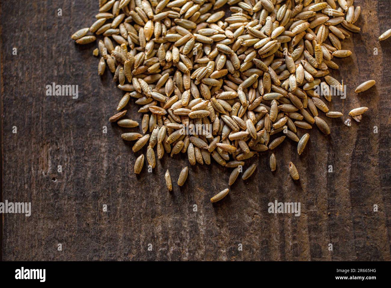 close up of barley grain Stock Photo
