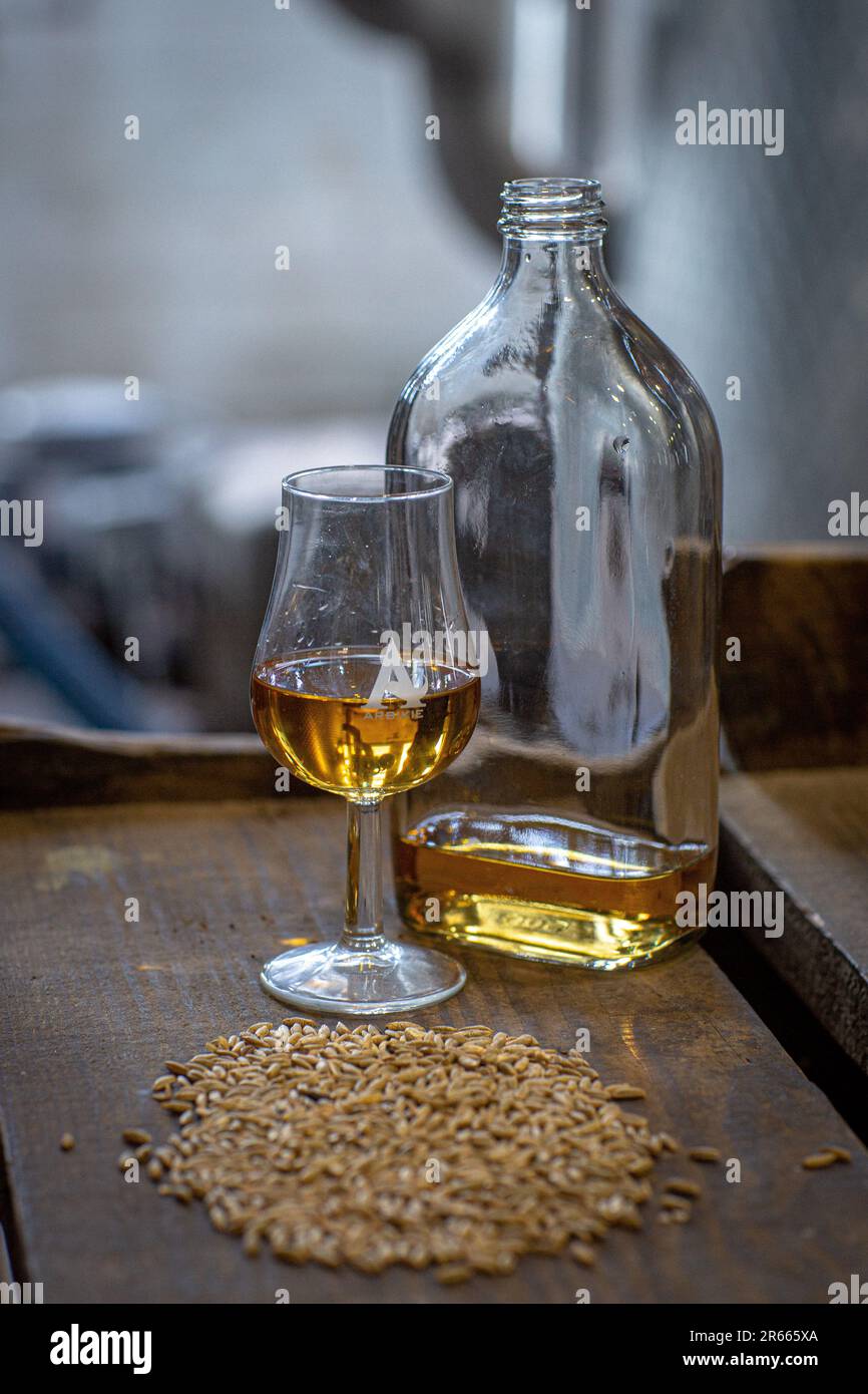 Tasting glass with aged Scotch whisky on old dark wooden vintage table with barley grains close up at Arbikie distillery in Scotland. Stock Photo